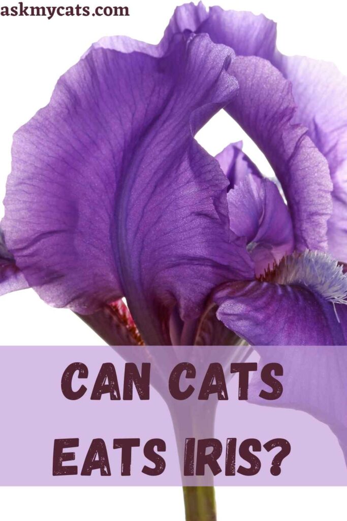 are iris plants poisonous to cats and dogs