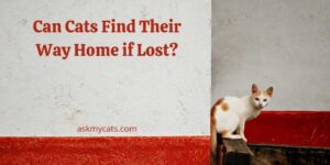 Can Cats Find Their Way Home if Lost?