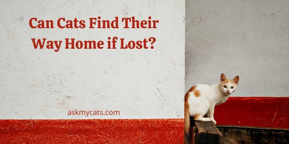 Can Cats Find Their Way Home if Lost