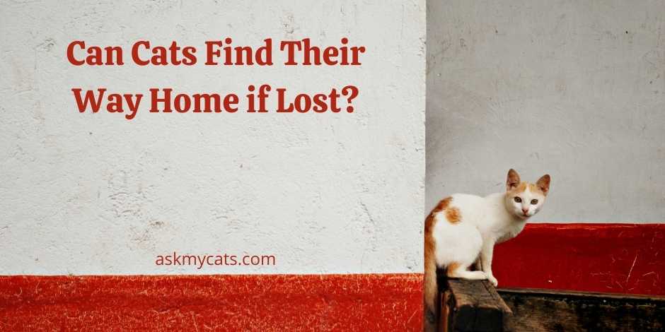 can-cats-find-their-way-home-if-lost-my-cat-genius