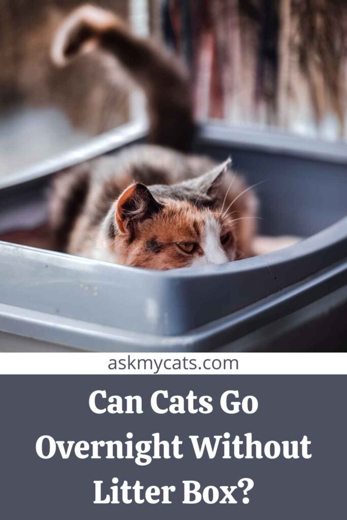 Can Cats Go Overnight Without Litter Box?
