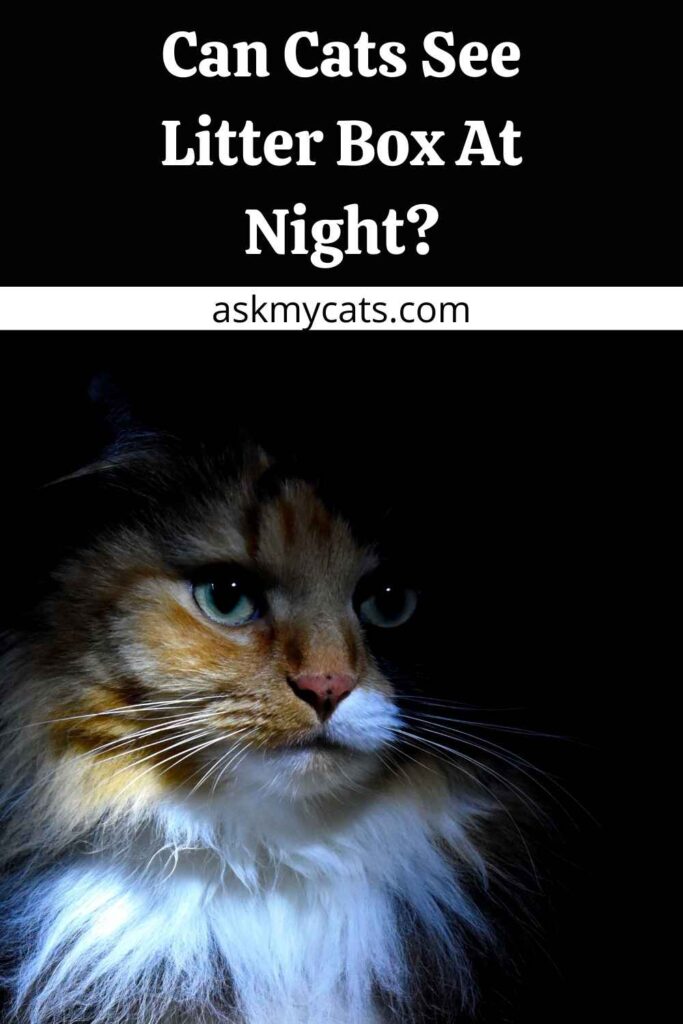 Can Cats See Litter Box At Night?