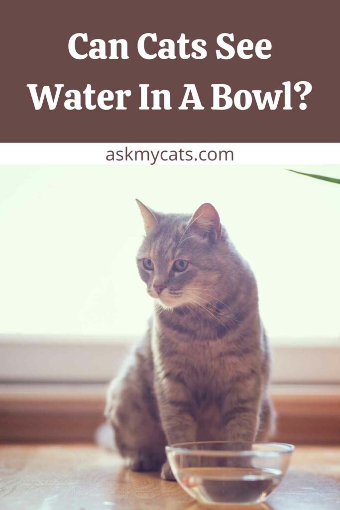 Can Cats See Water In A Bowl?