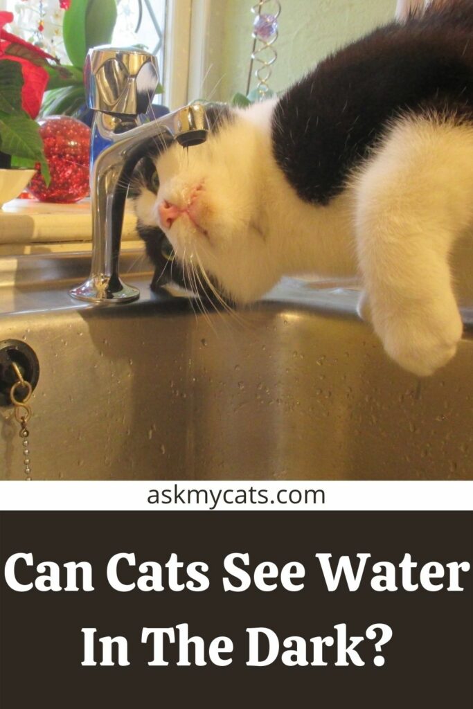 Can Cats See Water In The Dark