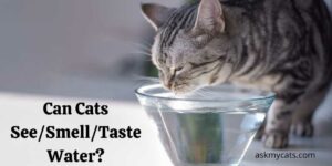 Can Cats See/Smell/Taste Water?