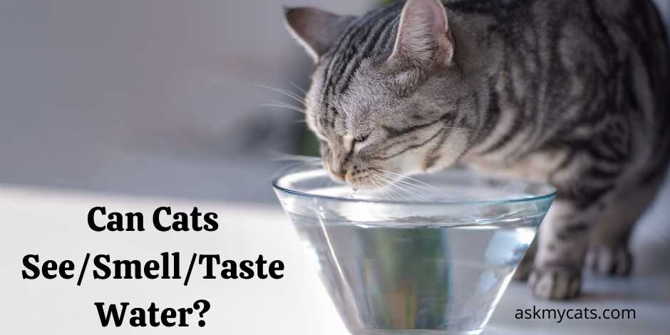 Can Cats SeeSmellTaste Water
