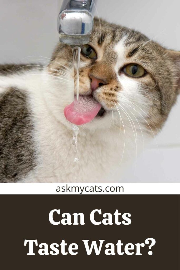 Can Cats Taste Water?