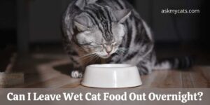 Can I Leave Wet Cat Food Out Overnight?
