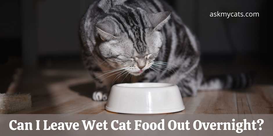 Can I Leave Wet Cat Food Out Overnight