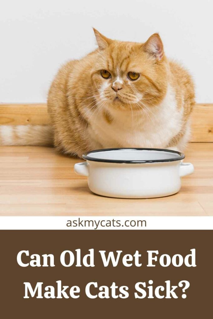 Can Old Wet Food Make Cats Sick?