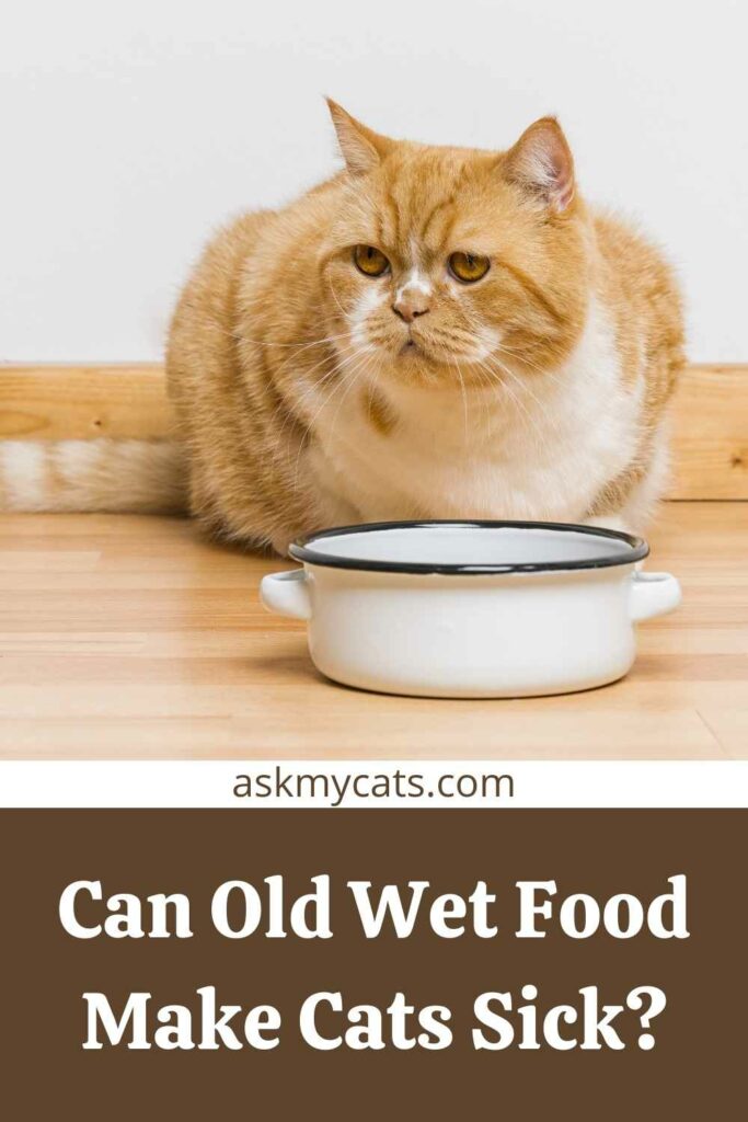 Cat ate 2025 spoiled wet food