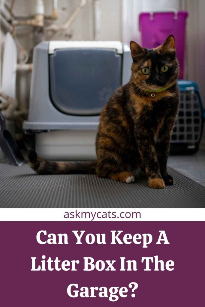 Can You Keep A Litter Box In The Garage?