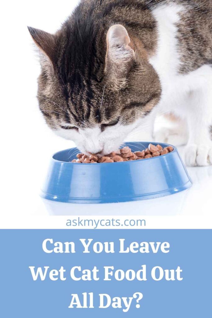 Can You Leave Wet Cat Food Out All Day?