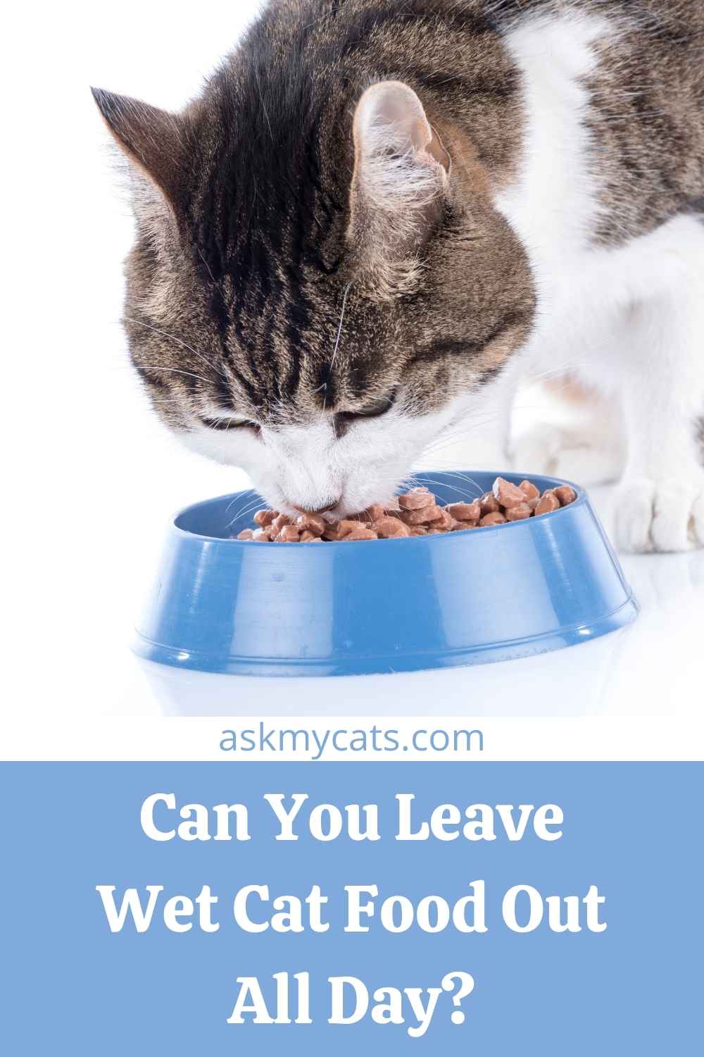 Can You Leave Wet Cat Food Out All Day