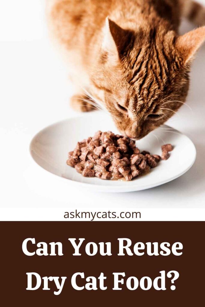 Can You Reuse Dry Cat Food?