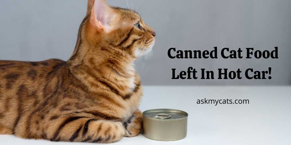 Does canned cat shop food go bad