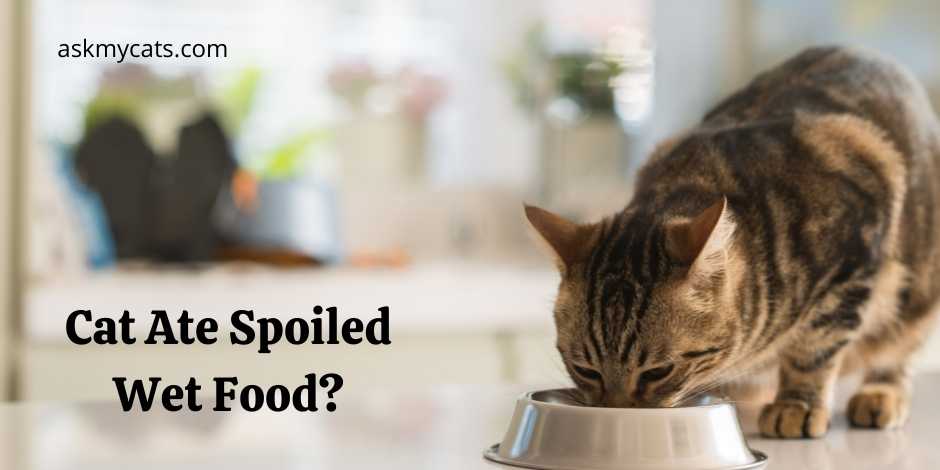 Cat Ate Spoiled Wet Food