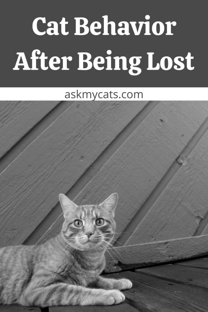 Cat Behavior After Being Lost