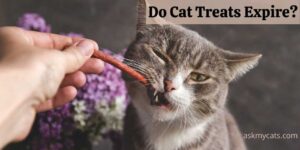 Do Cat Treats Expire? Are Expired Cat Treats Safe?