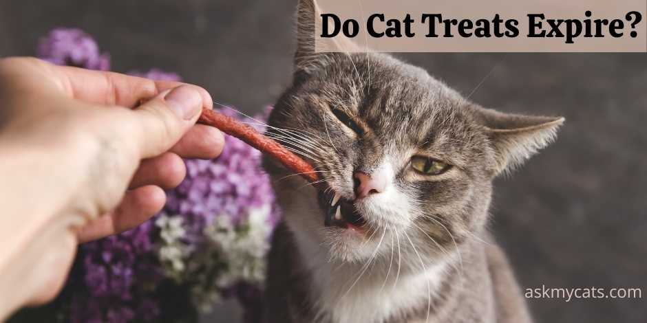 Do Cat Treats Expire Are Expired Cat Treats Safe 