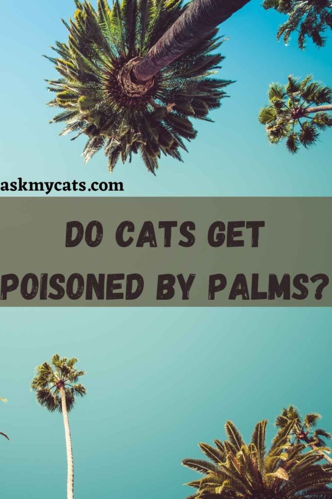 Do Cats Get Poisoned By Palms?