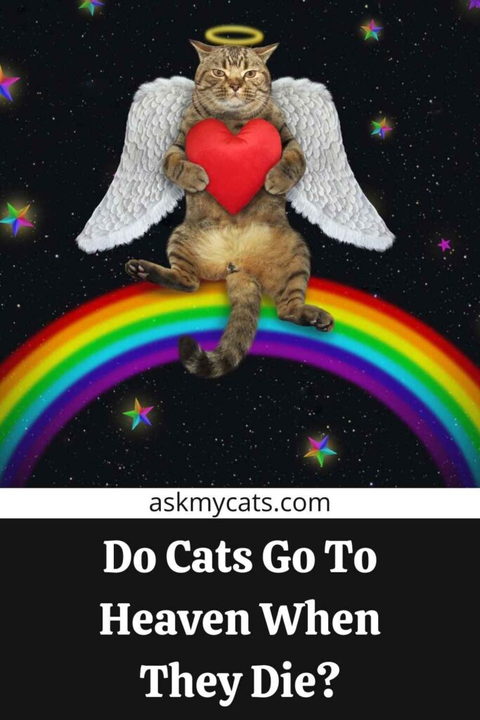 Do Cats Go To Heaven When They Die?