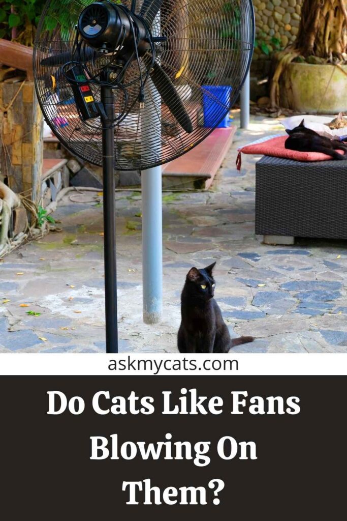 Do Cats Like Fans Blowing On Them?