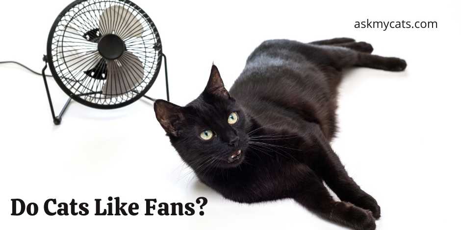 Do Cats Like Fans