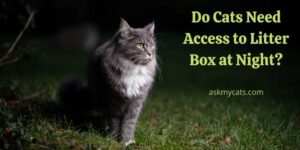 Do Cats Need Access to Litter Box at Night? Can Cats See Litter Box At Night?