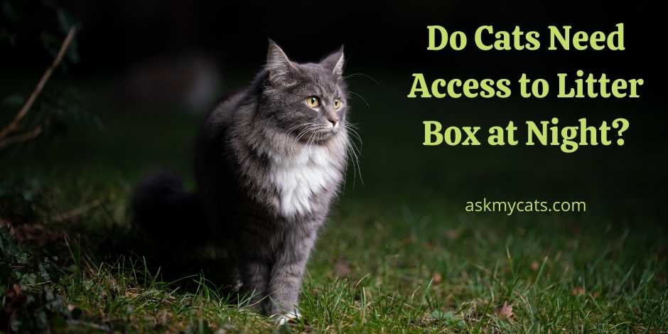 Do Cats Need Access to Litter Box at Night