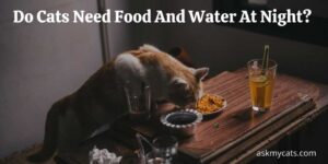 Do Cats Need Food And Water At Night?