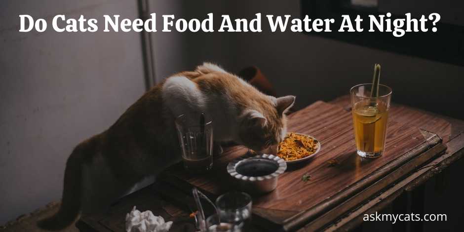 Do Cats Need Food And Water At Night