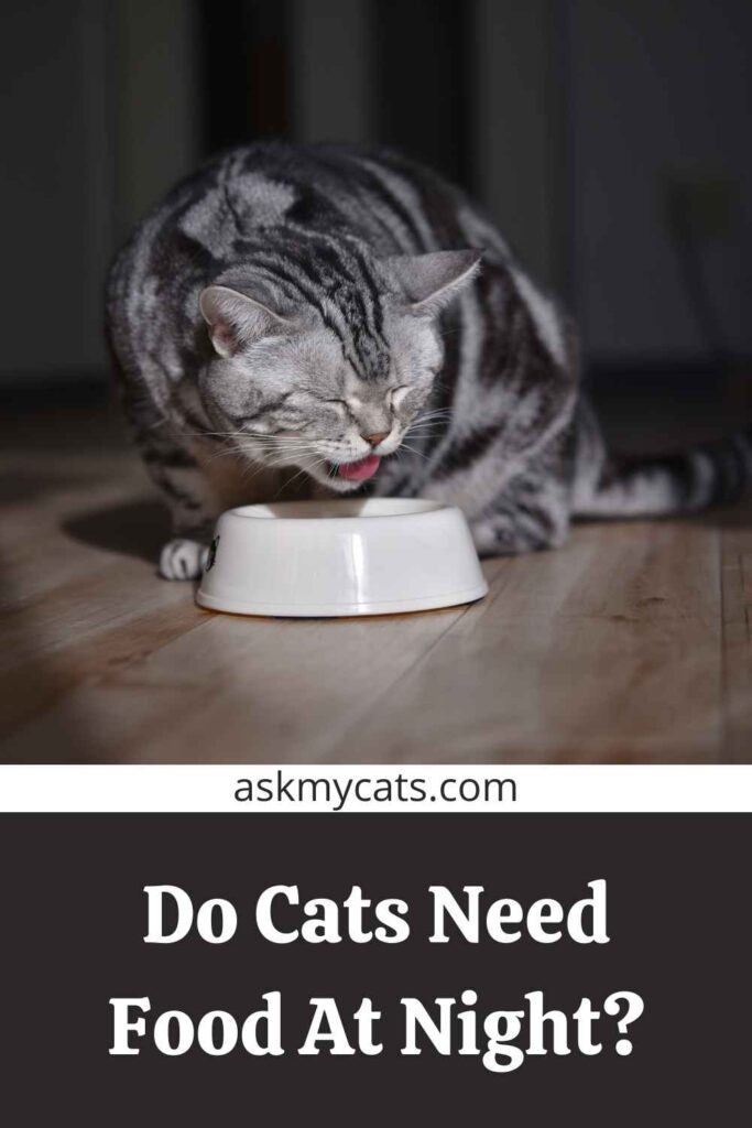 Do Cats Need Food At Night?