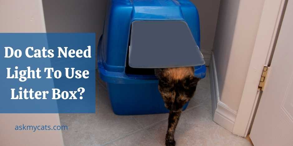 Do Cats Need Light To Use Litter