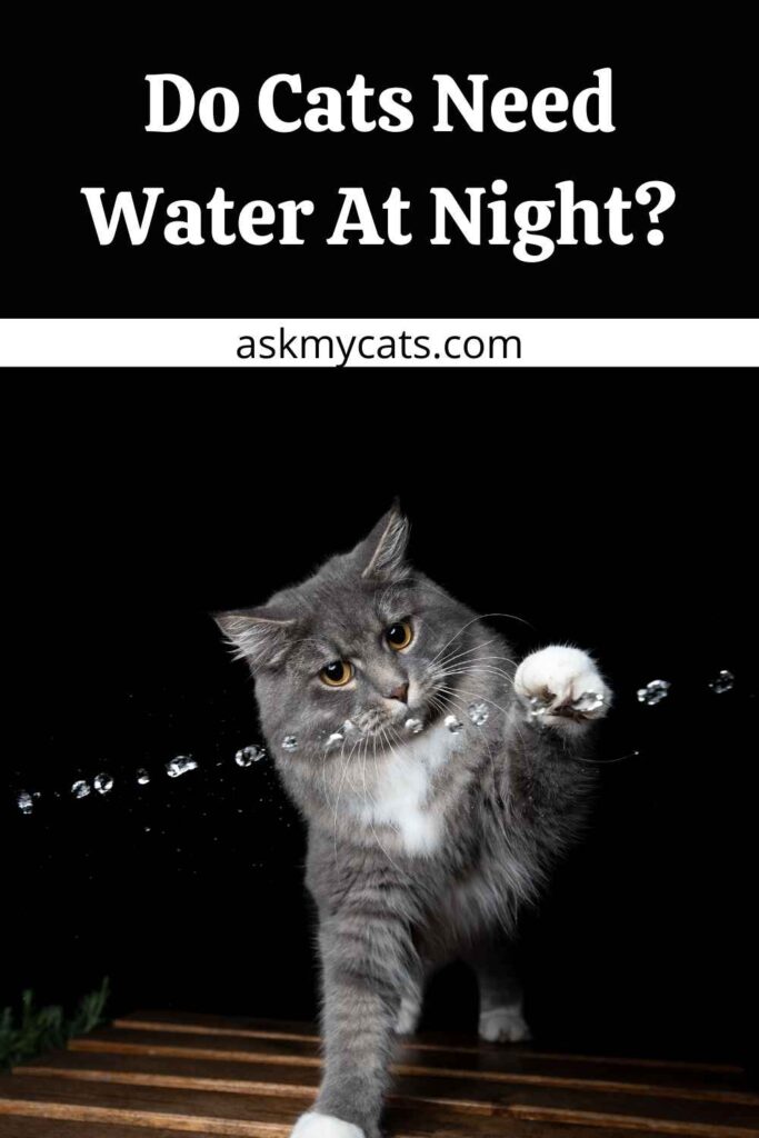 Do Cats Need Water At Night?