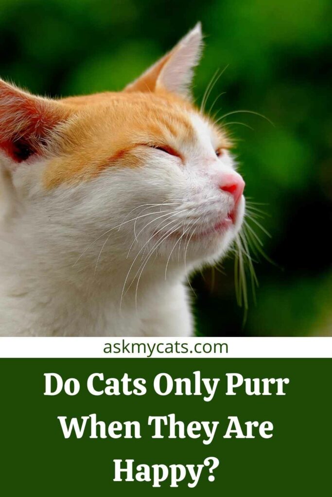 Do Cats Only Purr When They Are Happy?