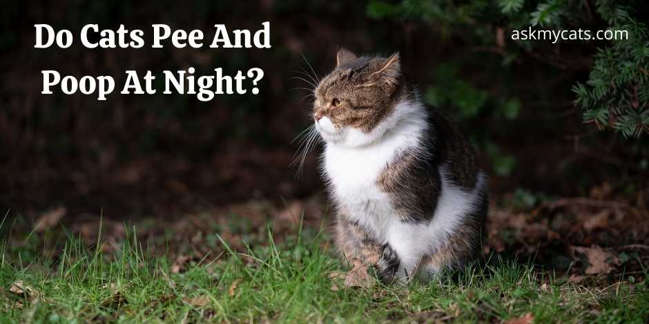 Do Cats Pee And Poop At Night