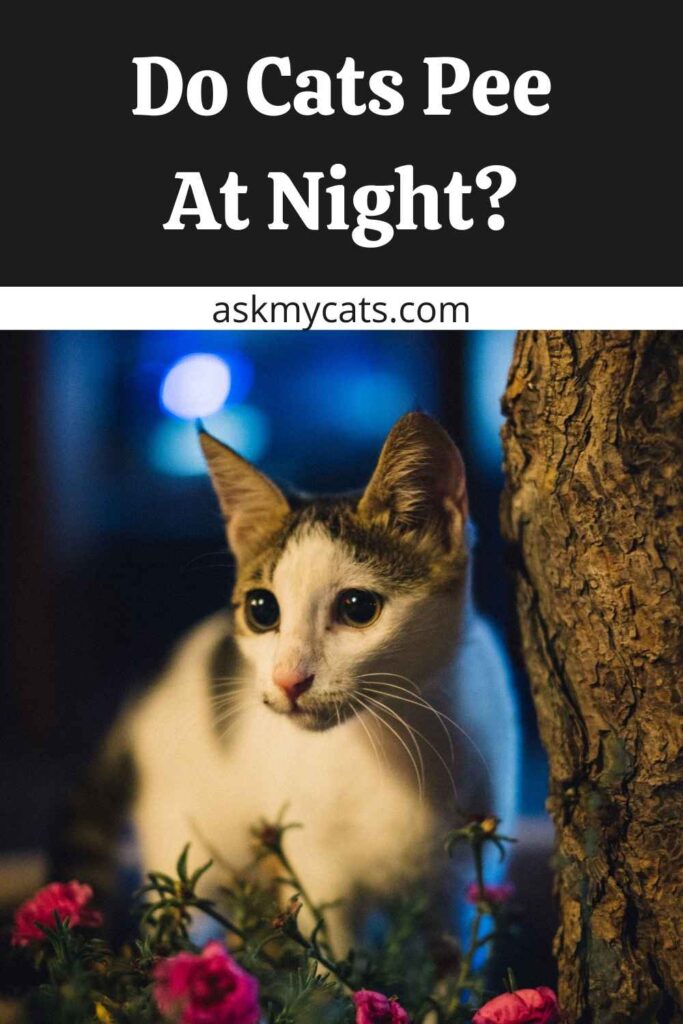 Do Cats Pee At Night?