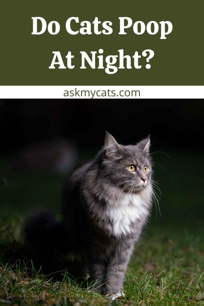 Do Cats Poop At Night?