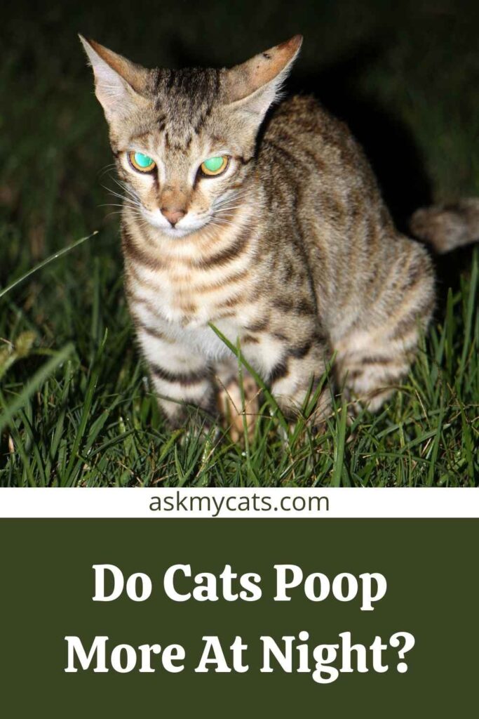 Do Cats Poop More At Night?