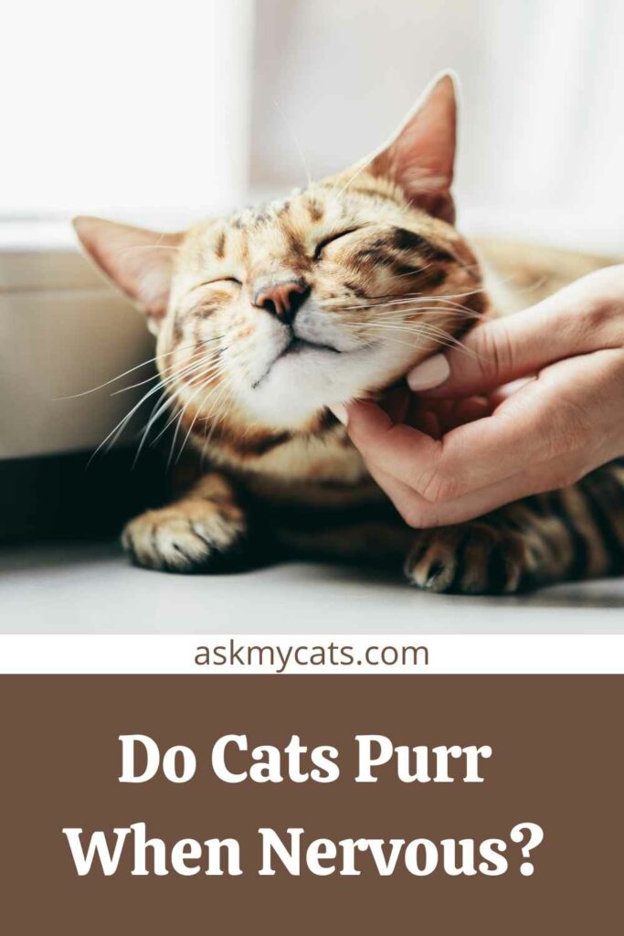 Do Cats Purr When Nervous?