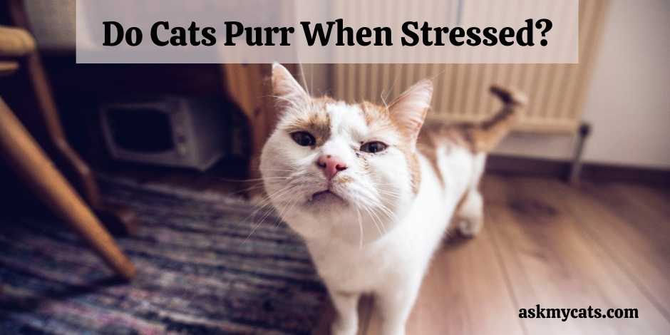 Do Cats Purr When Stressed
