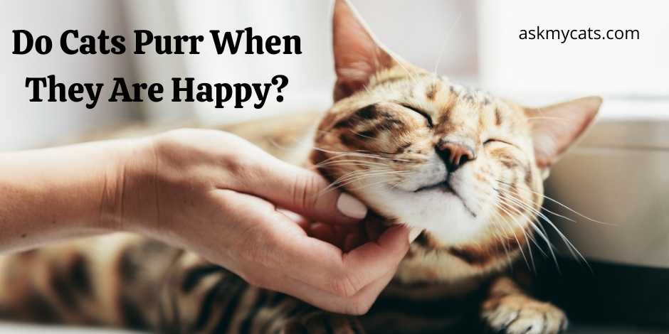 Do Cats Purr When They Are Happy