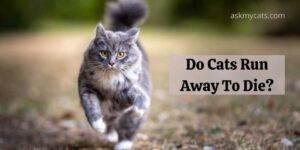Do Cats Run Away To Die? Where Do Cats Go To Die Outside?