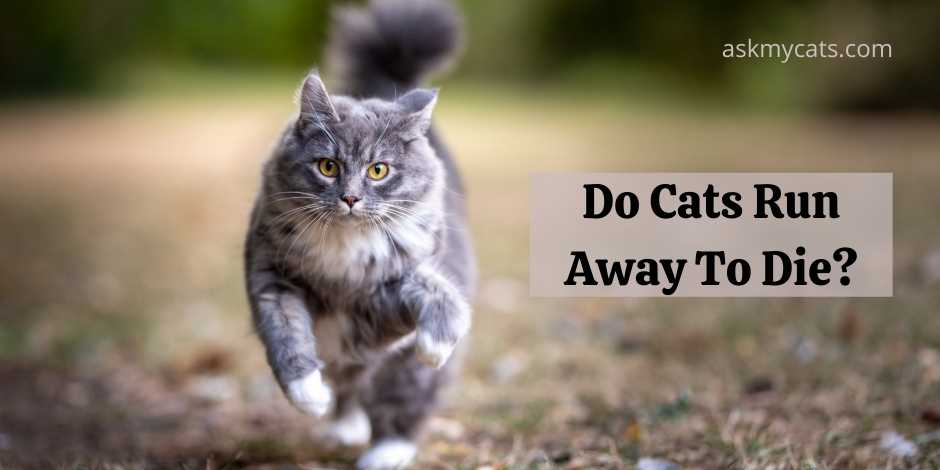 Do Cats Run Away To Die