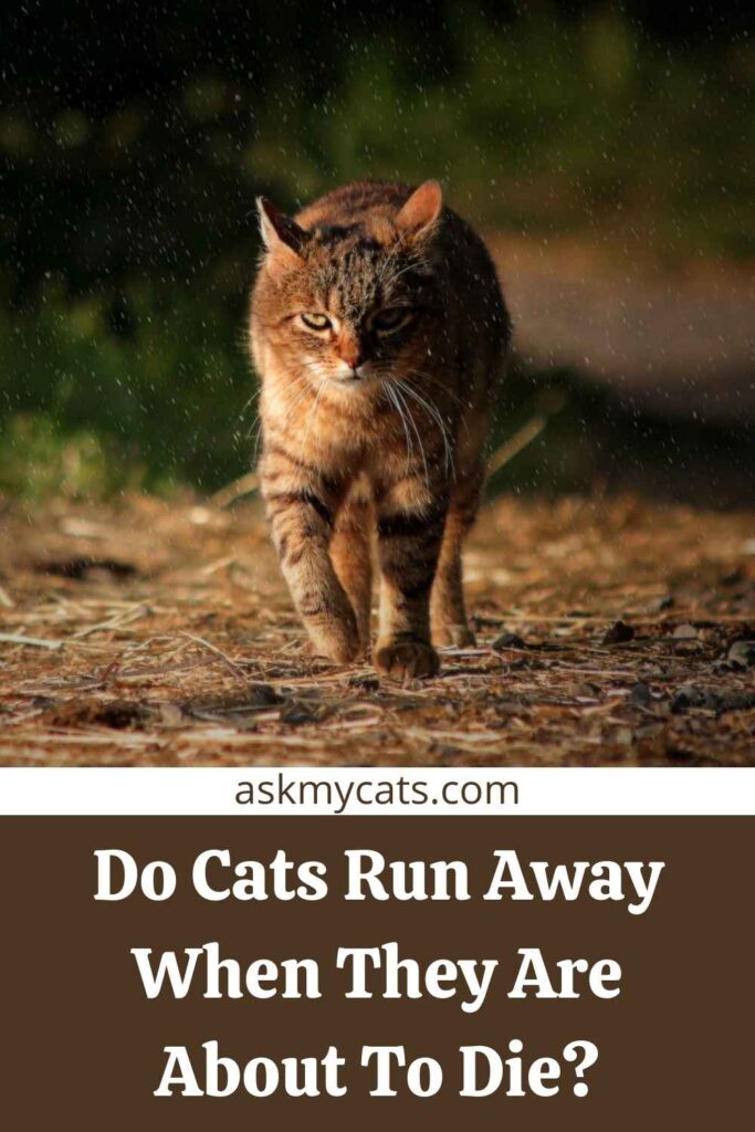 Do Cats Run Away When They Are About To Die?