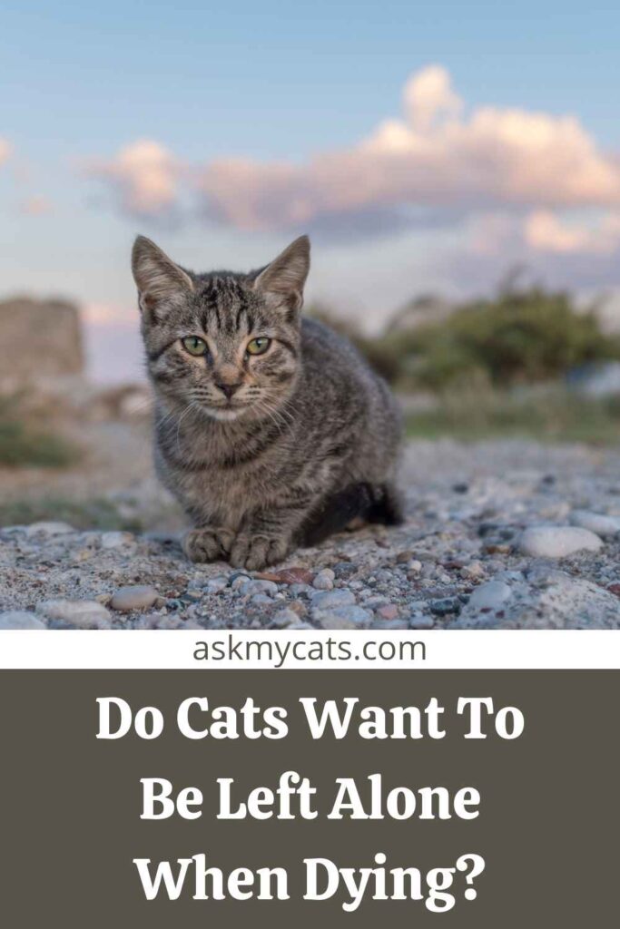 Do Cats Want To Be Left Alone When Dying?