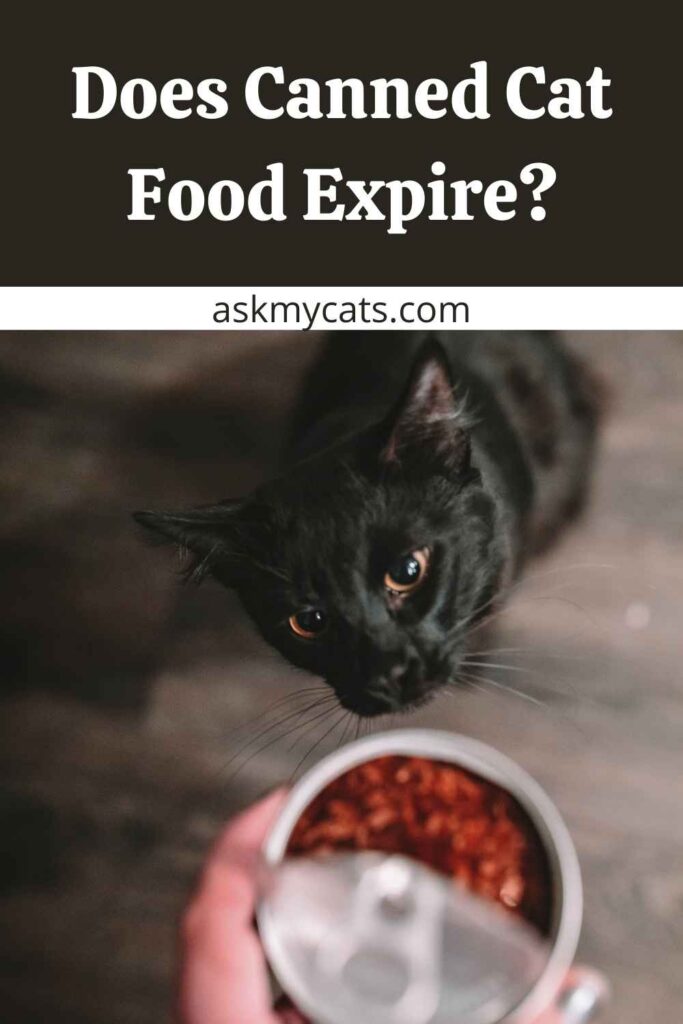 Does Canned Cat Food Expire?