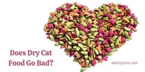 Does Dry Cat Food Go Bad? How Long Does Dry Cat Food Last?