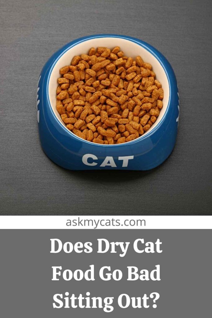 does dry cat food go bad if left out